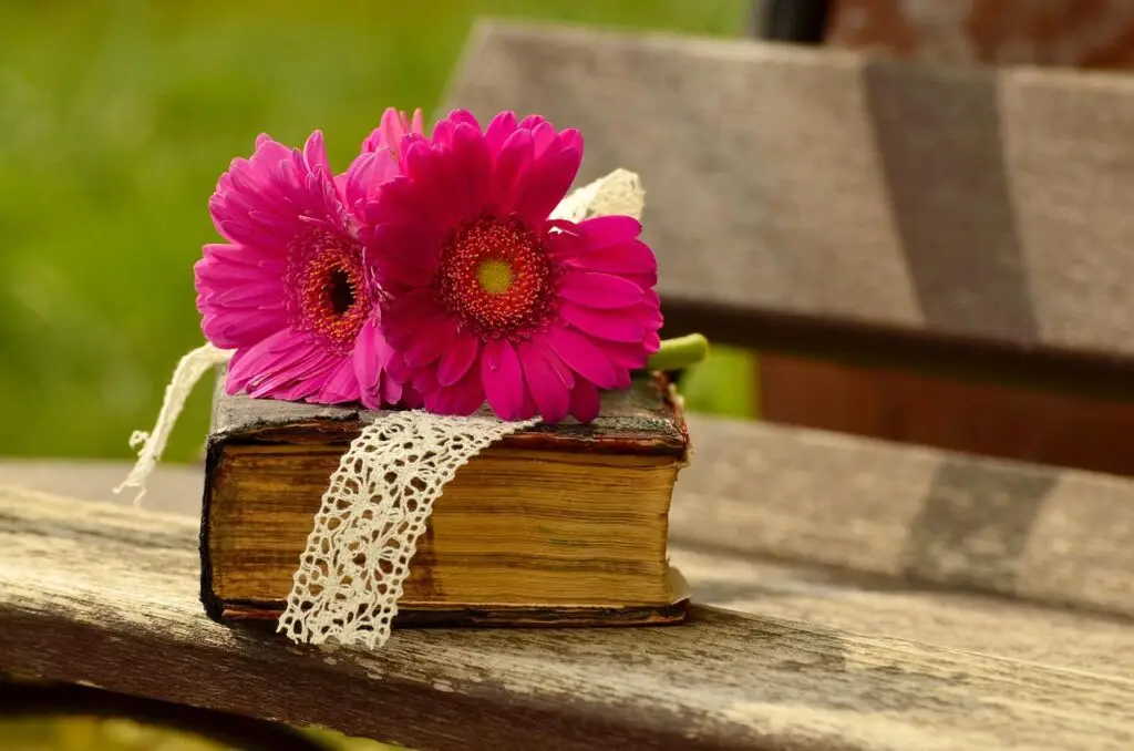 gerbera, nature, pink, flower, flower background, blossom, flower wallpaper, bloom, bank, romantic, beautiful flowers, a book, bible, relax, read, wood