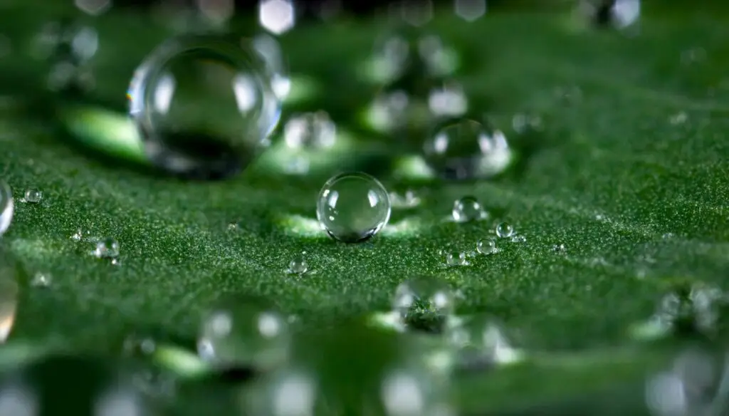 Close-up of clear dew droplets resting on a fresh green leaf, showcasing nature's purity.